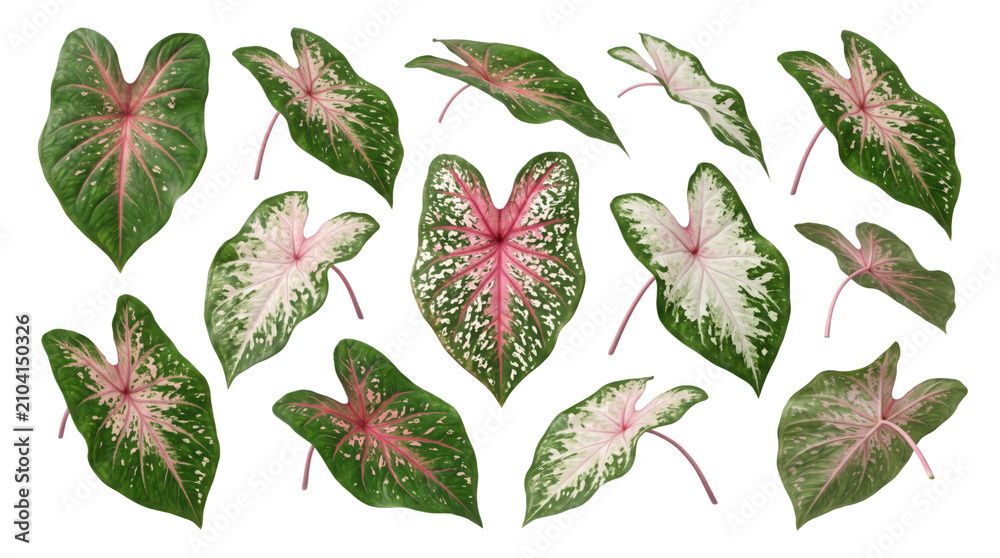 Naklejka premium Caladium bicolor leaves collection, set of 12 tropical pink and green foliage elements, exotic heart-shaped plant leaves isolated on white background