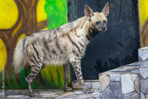 The striped hyena (Hyaena hyaena) is a medium-sized carnivore native to the Middle East, North Africa, and parts of the Indian subcontinent. It has a distinctive appearance, with a grizzled gray coat 