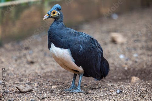 The maleo (Macrocephalon maleo) is a large megapode and is endemic to Sulawesi and the nearby smaller island of Buton in Indonesia.
