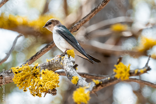 Foto A young tree sallow perched on a tree branch surrounded by bright yellow lichen and soft natural woodland