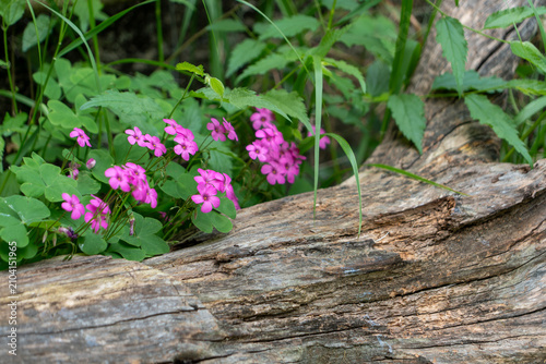 Photography petite fleur rose fuchsia