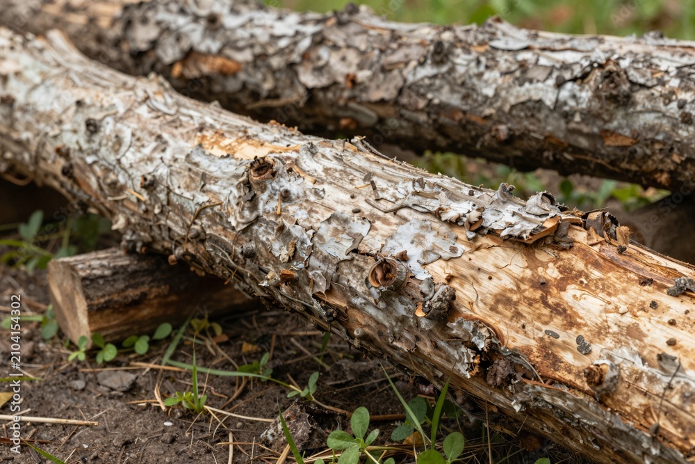Fototapeta premium Two Wooden Logs in Forest Undergrowth