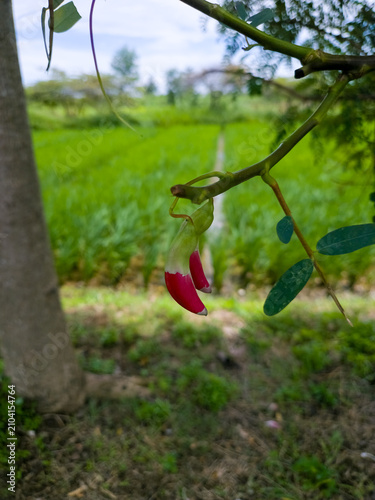 Quadro su tela Red and White Hummingbird Tree Flower Hanging from Branch in Rural Greenery with