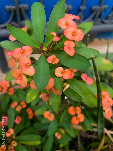 Crown of thorns flowers Euphorbia milii with coral orange bracts and green leaves in tropical garden natural light
