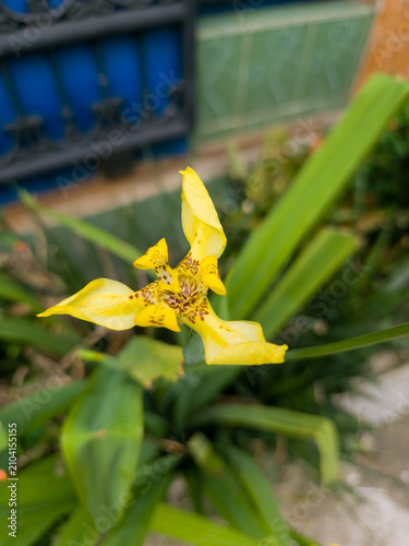 Foto Walking iris flower Trimezia longifolia with yellow spotted petals and green swo