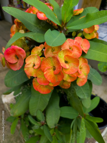Crown of thorns flower Euphorbia milii with orange yellow bracts and green leaves in outdoor garden natural light