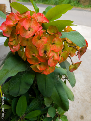 Canvas Print Crown of thorns flower Euphorbia milii with orange yellow bracts and green leave