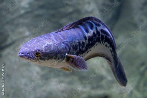 A Giant Snakehead (Channa micropeltes) swimming underwater, showing its powerful body and dark striped pattern.