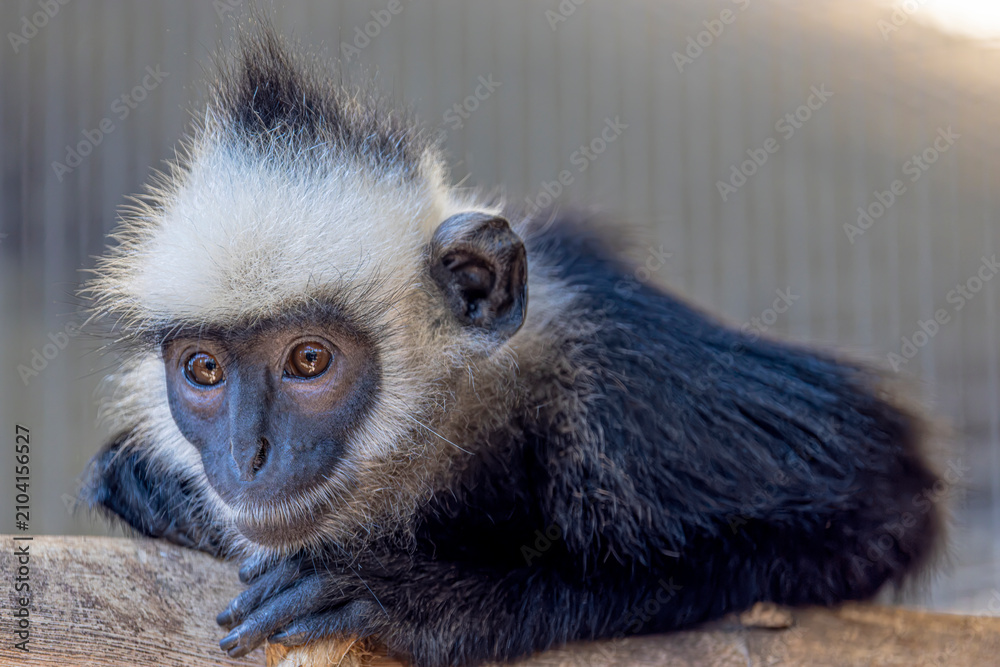 Obraz premium A Laotian langur (Trachypithecus laotum), a rare leaf-eating primate from limestone forests, showing dark fur and agile arboreal movement.
