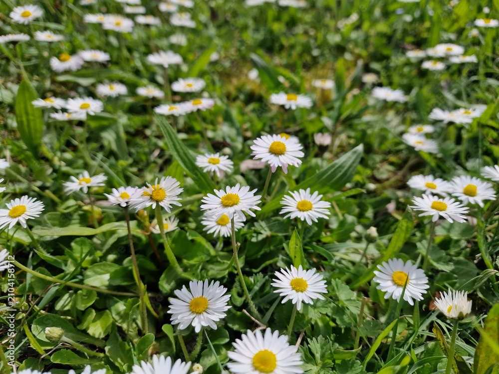 Fototapeta premium field of daisies