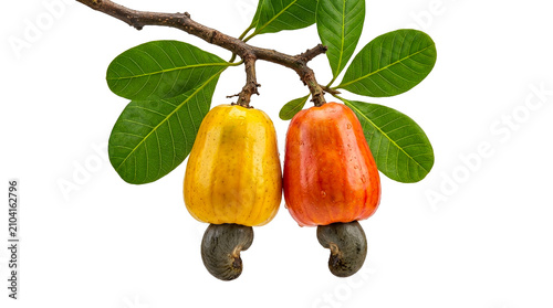 Two Ripe Cashew Apples Yellow and Red Color with Raw Nuts Hanging on Tree Branch Isolated on White Background