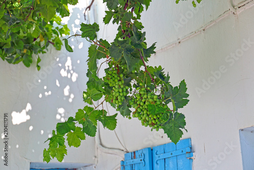 Foto Growing grapes on the vine.