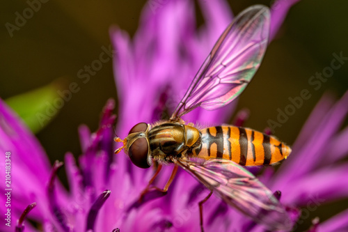 the marmalade hoverfly is sitting on a purple flower and feeding on nectar.