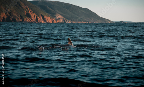 Foto Pilot whale at the coast of Cape Breton Island