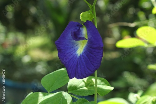 Fotografía Blue Butterfly Pea Flower Clitoria Ternatea with Green Leaves