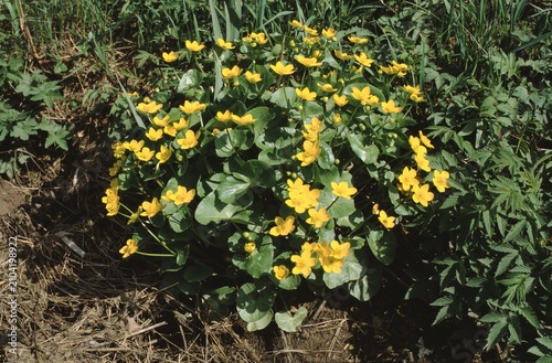 Tableau sur toile marsh marigold (Caltha palustris)