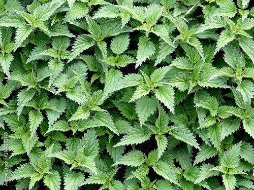 Tableau sur toile Urtica dioica or Stinging Nettle plant image