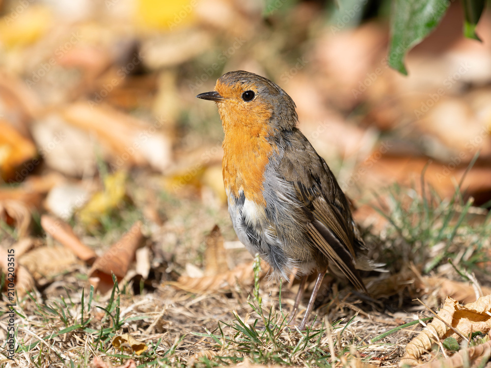 Fototapeta premium Garden Birds in Summer - Erithacus rubecula - Portrait of a Robin