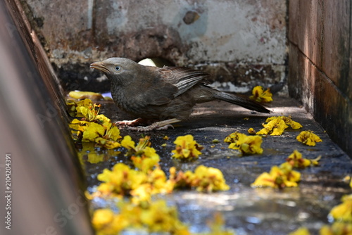 Принти на полотні A Yellow-billed Babbler sits quietly in a shallow stone water drain strewn with bright yellow tree blossoms, creating a lovely contrast between the bird's earthy tones and the vivid flowers