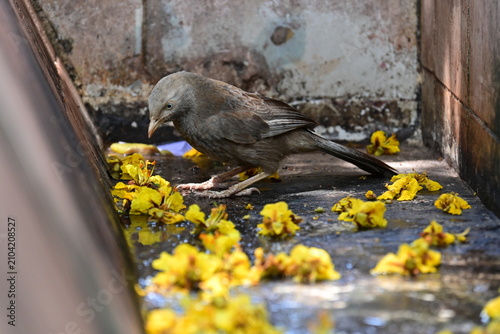 Принти на полотні A Yellow-billed Babbler sits quietly in a shallow stone water drain strewn with bright yellow tree blossoms, creating a lovely contrast between the bird's earthy tones and the vivid flowers