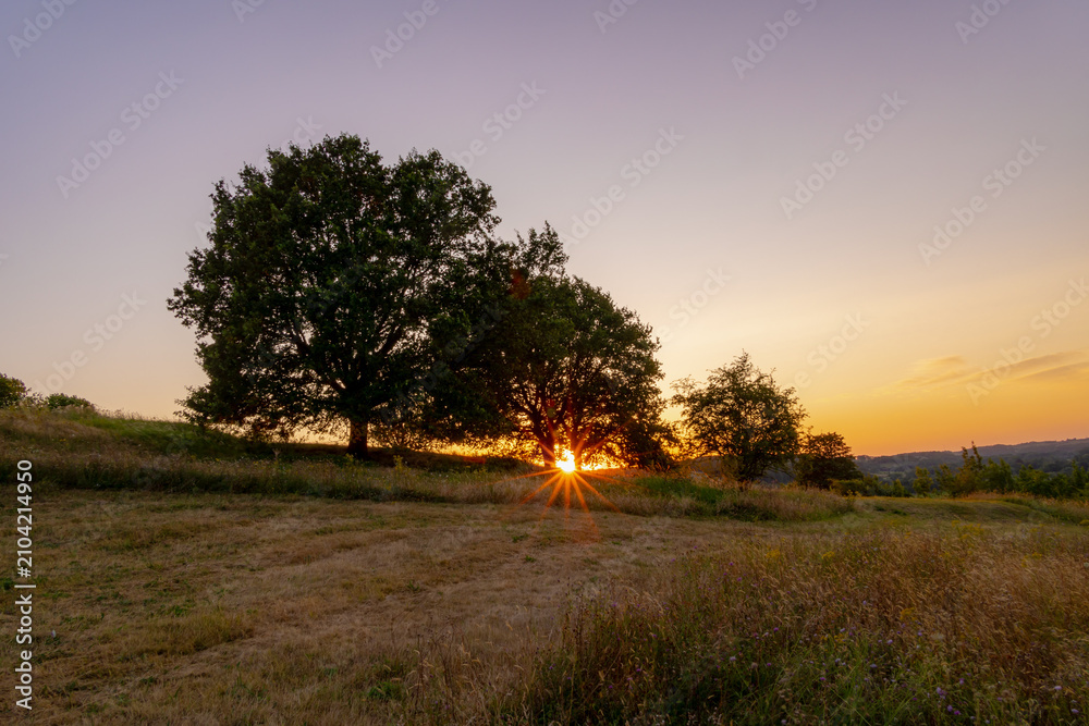 Obraz premium Summer landscape, The terrain hill countryside in Zuid-Limburg, Silhouette of tee on hillside in the evening during sunset in Gulperberg, Gulpen is a villages in Dutch province of Limburg, Netherlands
