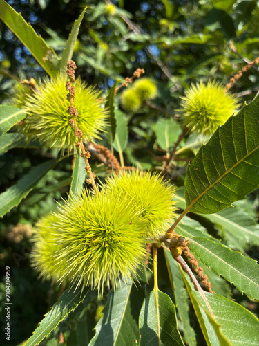 Cuadro en lienzo Fruits of the European chestnut during the ripening period