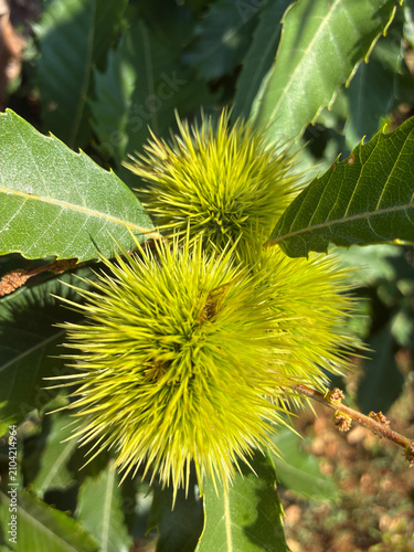 Konstfotografi Fruits of the European chestnut during the ripening period