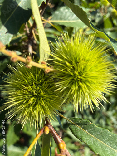 Foto Fruits of the European chestnut during the ripening period