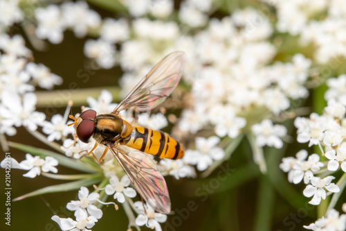 The marmalade hoverfly