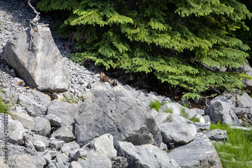 Majestic Summer Landscapes of Banff and Jasper National Parks, Canadian Rockies