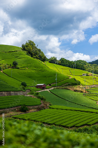 Cuadro en lienzo Beautiful green tea plantations on the hills under a blue sky in Kyoto, Japan