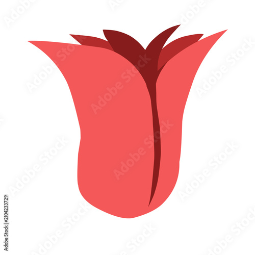 pink and red Flat Flower Bud