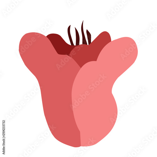 pink Flat Flower Bud