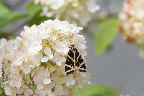 Papillon Ecaille chinée sur un hortensia