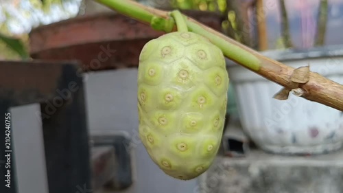 Buah mengkudu yang sudah masak berwarna kekuningan 