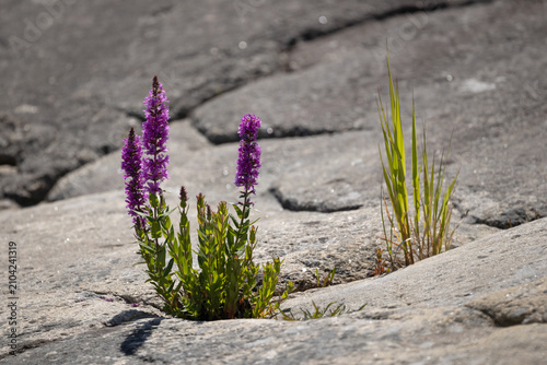 Foto Purple Loosestrife Blooming From Bedrock Crack Boön Island Karlshamn Sweden
