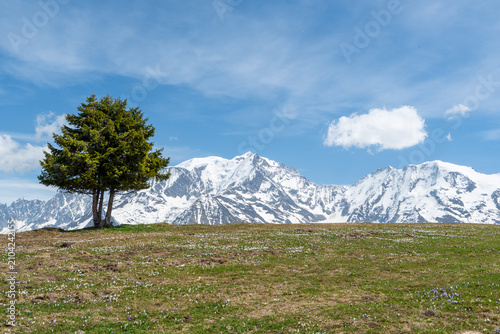 Fotografía un panorama avec un arbre isolé dans un prés et une chaine montagneuse enneigée