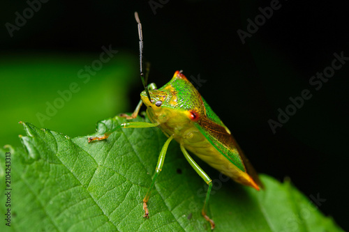 The hawthorn shield bug