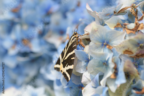 Papillon Ecaille chinée sur un hortensia