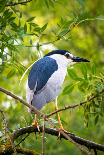 Foto Un oiseau blanc et bleu , appelé le bihoreau gris ou héron bihoreau sur une bran