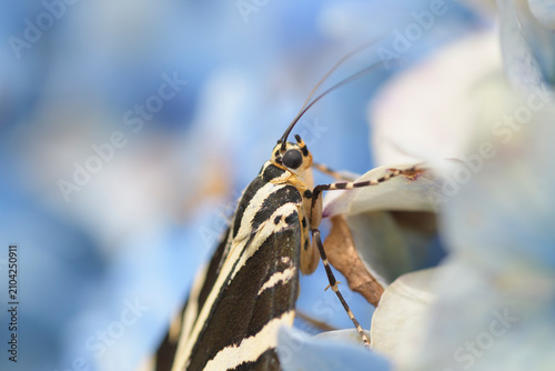 Papillon Ecaille chinée sur un hortensia