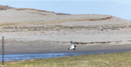 Schilderij op canvas Eurasian oystercatcher (Haematopus ostralegus)  is a wader in the oystercatcher