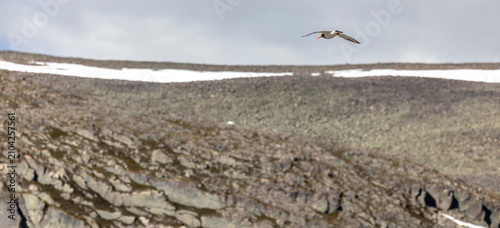 Tableau sur toile Eurasian oystercatcher (Haematopus ostralegus)  is a wader in the oystercatcher