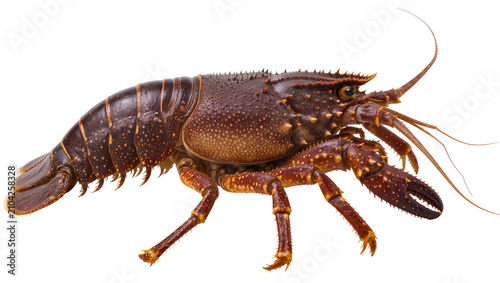 Fotografie Isolated uncooked whole spiny lobster marine crustacean a fresh gourmet seafood