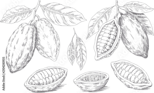 Cuadro en lienzo Dibujo a mano de vainas y hojas de cacao, con granos de cacao enteros y partidos