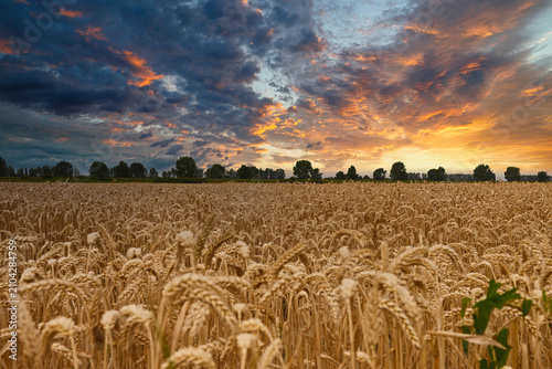 Canvastavla A dramatic sunset view over a golden wheat field with a stormy, colorful cloudscape overhead and distant trees on the horizon