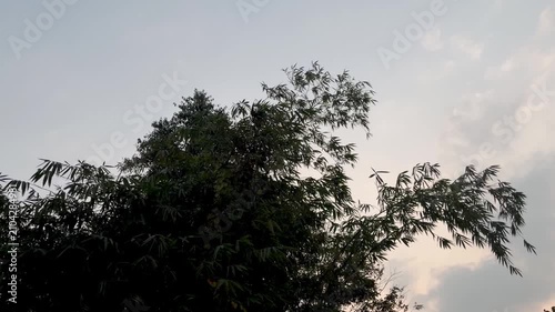 Video footage of bamboo leaves gently swaying against a dark afternoon sky, creating a calm and moody natural scene.