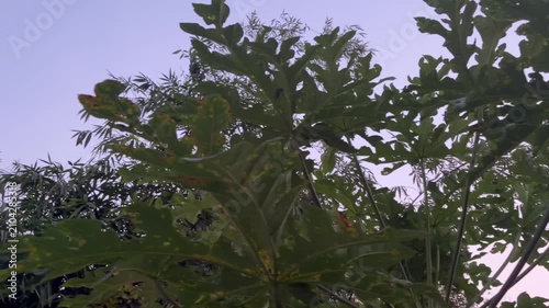 Video footage of papaya and bamboo leaves swaying in the afternoon breeze beneath a dark, overcast sky.
