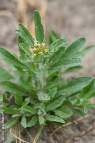 Close View of a Small Green Marsh cudweed, Gnaphalium uliginosum Plant with Developing Buds on a Soft Focus Earthy Background, Delicate Nature