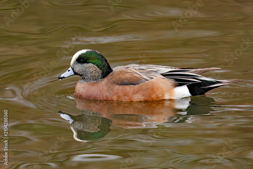 Konstfotografi A male American Wigeon Duck, Mareca americana, and its reflection on the surface